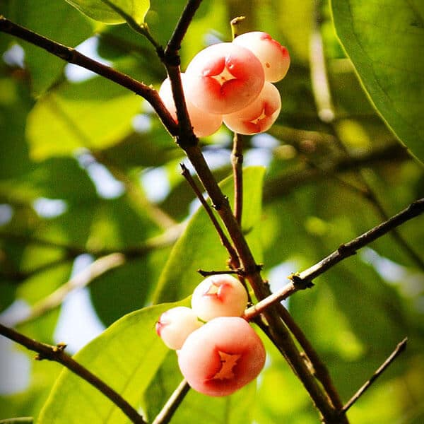 jambu2